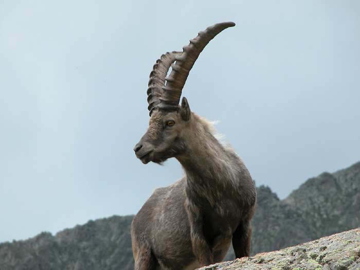 mercantour13