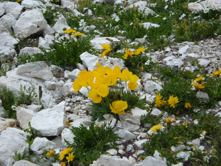 29-Pavots de Kerner