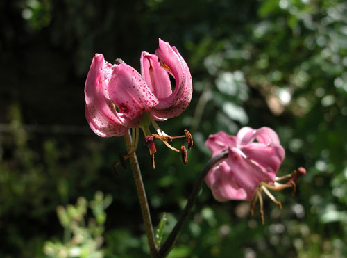 DSCN8493